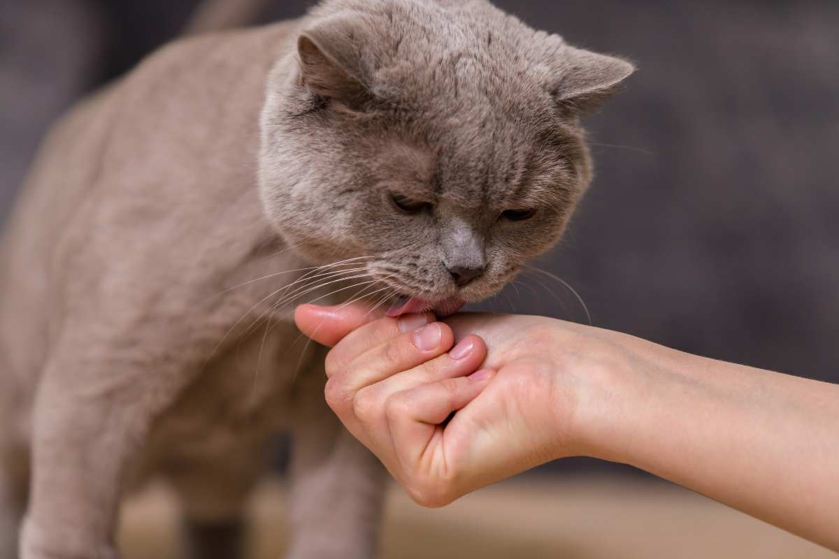 Addestrare i gatti è possibile