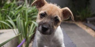 Perché il cane che inclina la testa