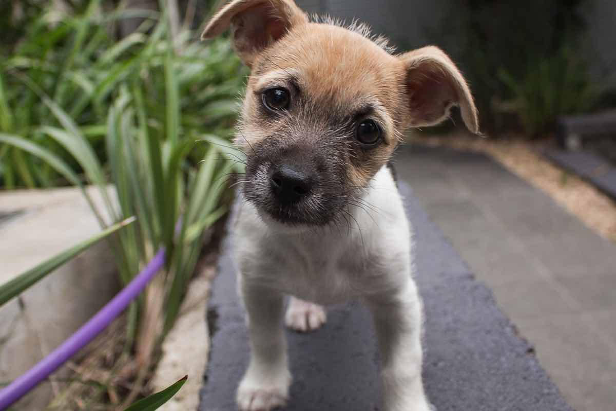 Perché il cane che inclina la testa