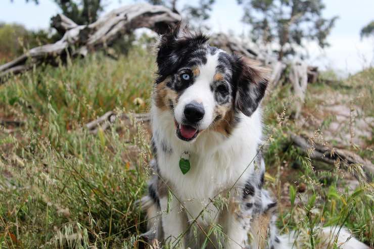 Perché il cane che inclina la testa 