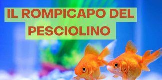 Enigma pesciolino