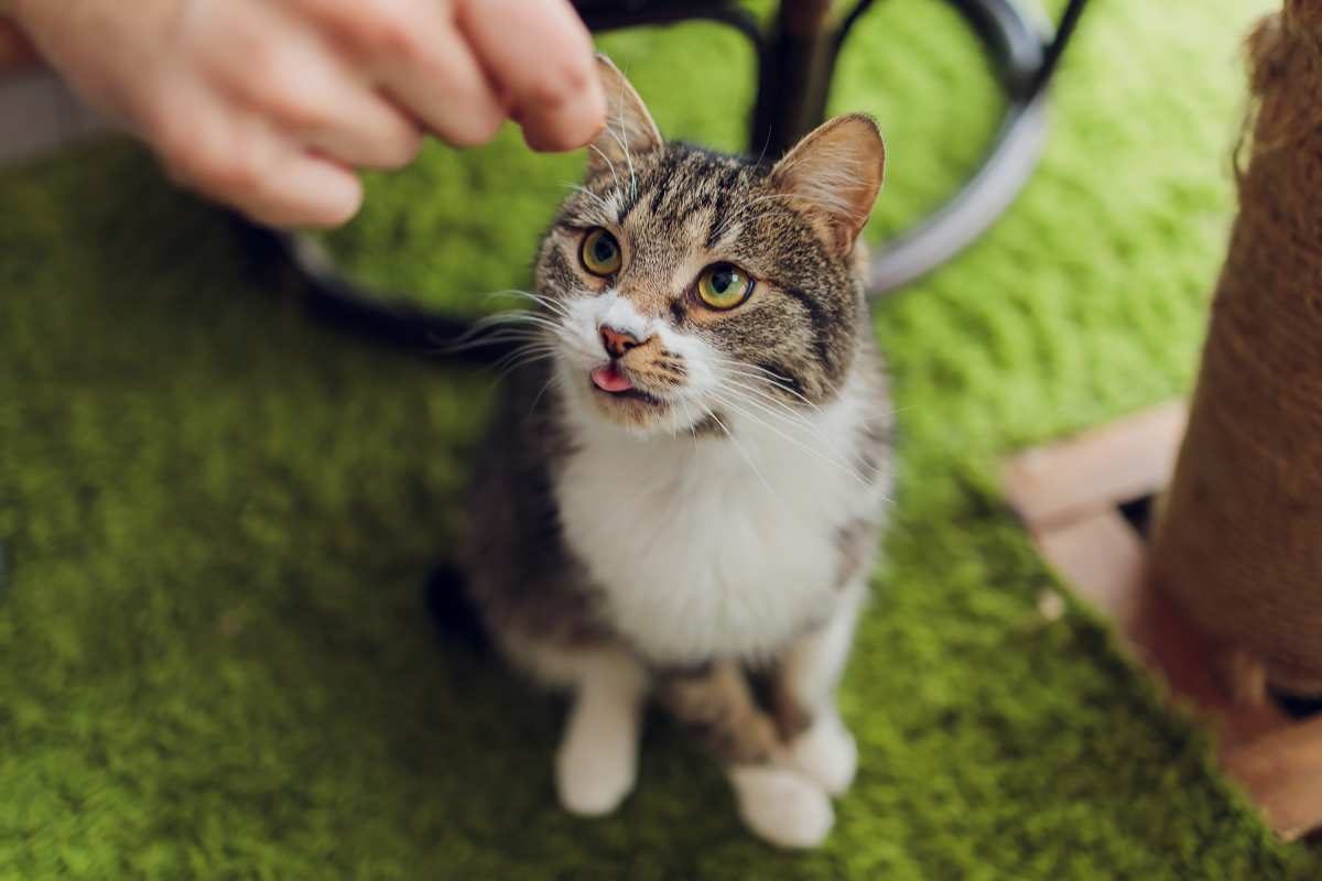 Premiare il gatto durante addestramento