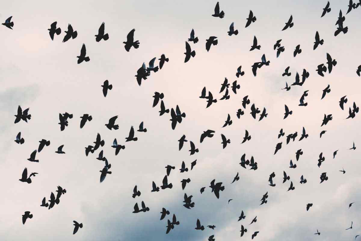 Come hanno fatto gli uccelli a sopravvivere all'estinzione?