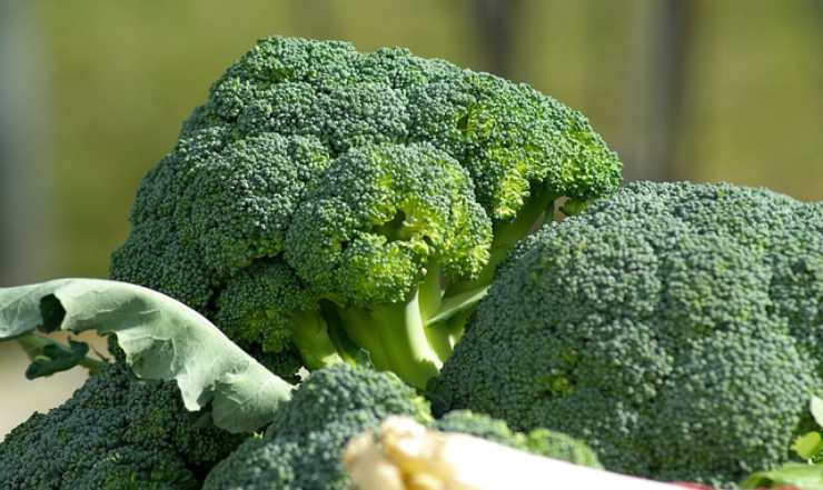 Broccoli verdura