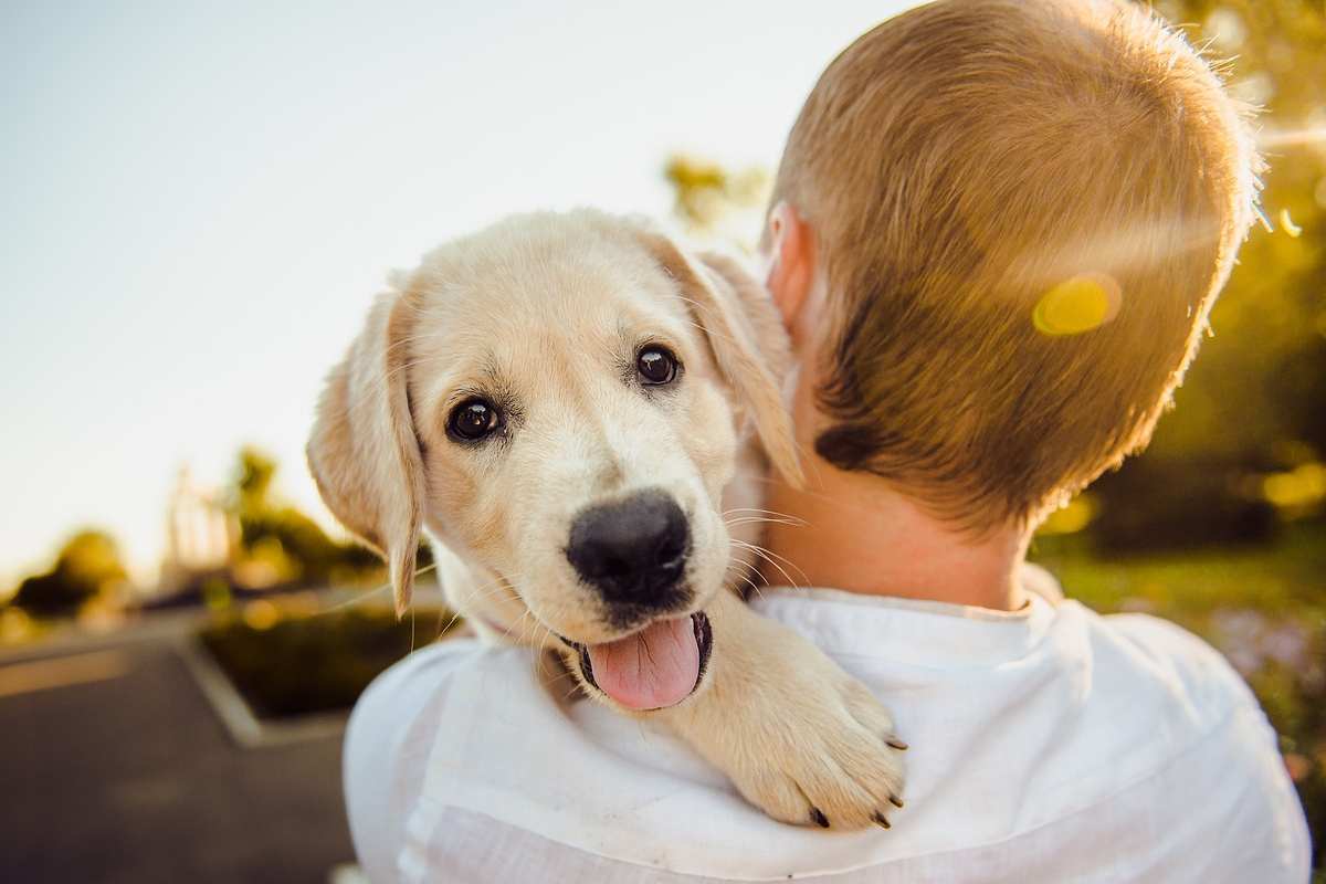 Cane bambino