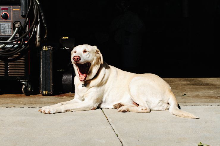 Cane sbadiglio significato