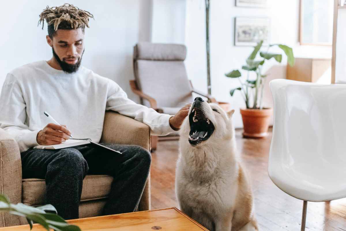 Cane sbadiglio significato