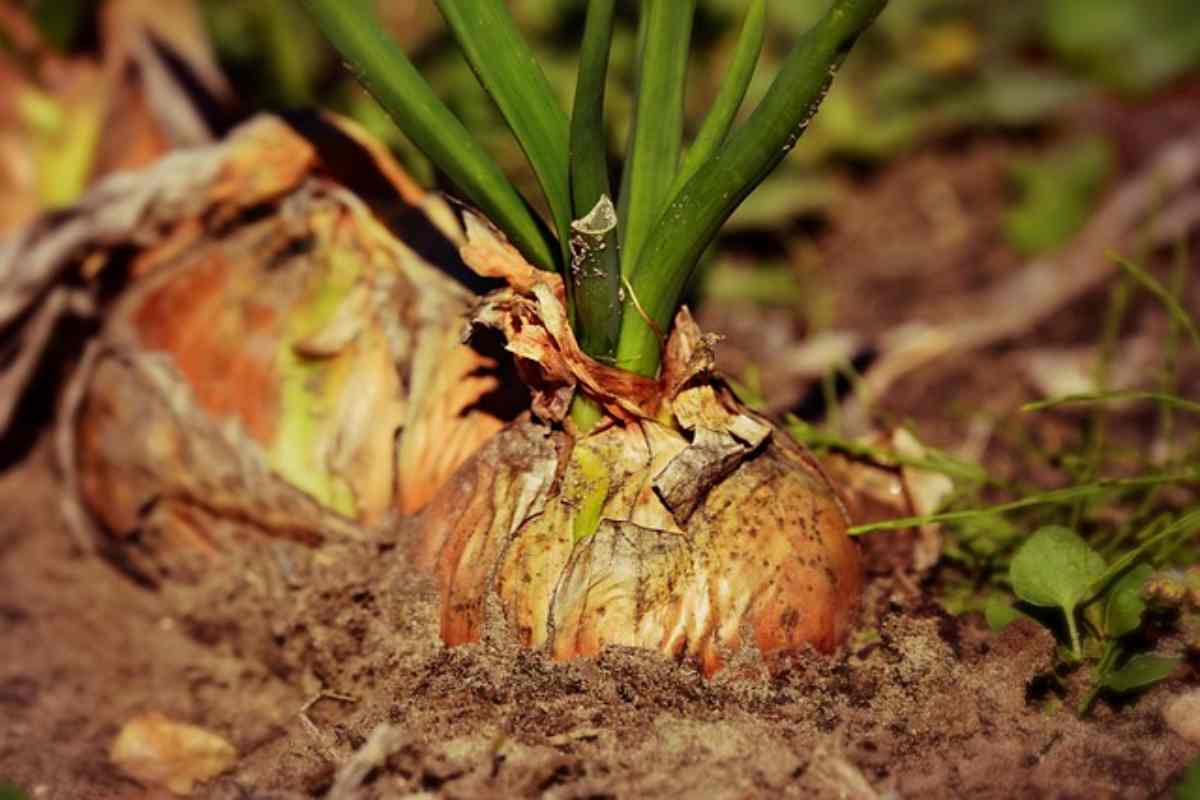 Cipolla in terra