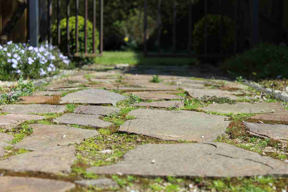 Giardino erbacce tra piastrelle