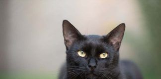 gatti neri sfiga