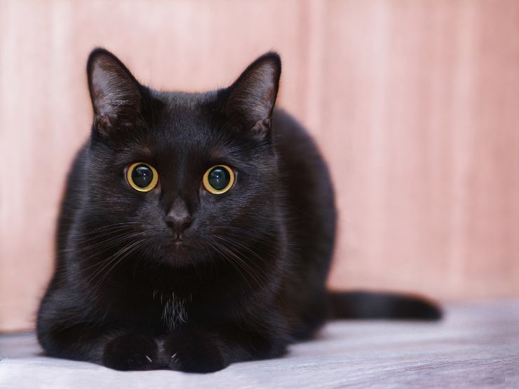 gatti neri superstizione