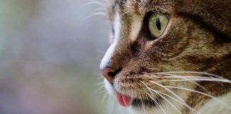 Gatto in primo piano