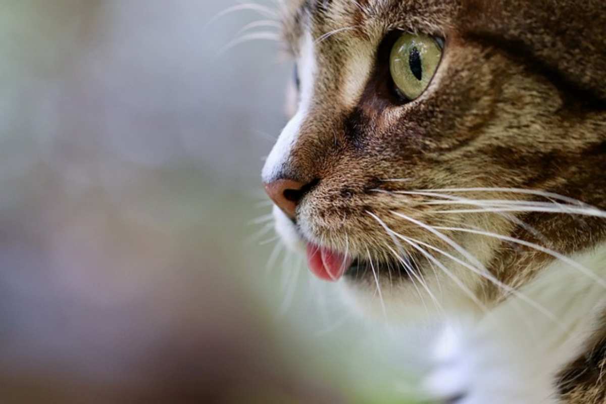 Gatto in primo piano