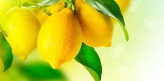 limoni trucco come conservarw