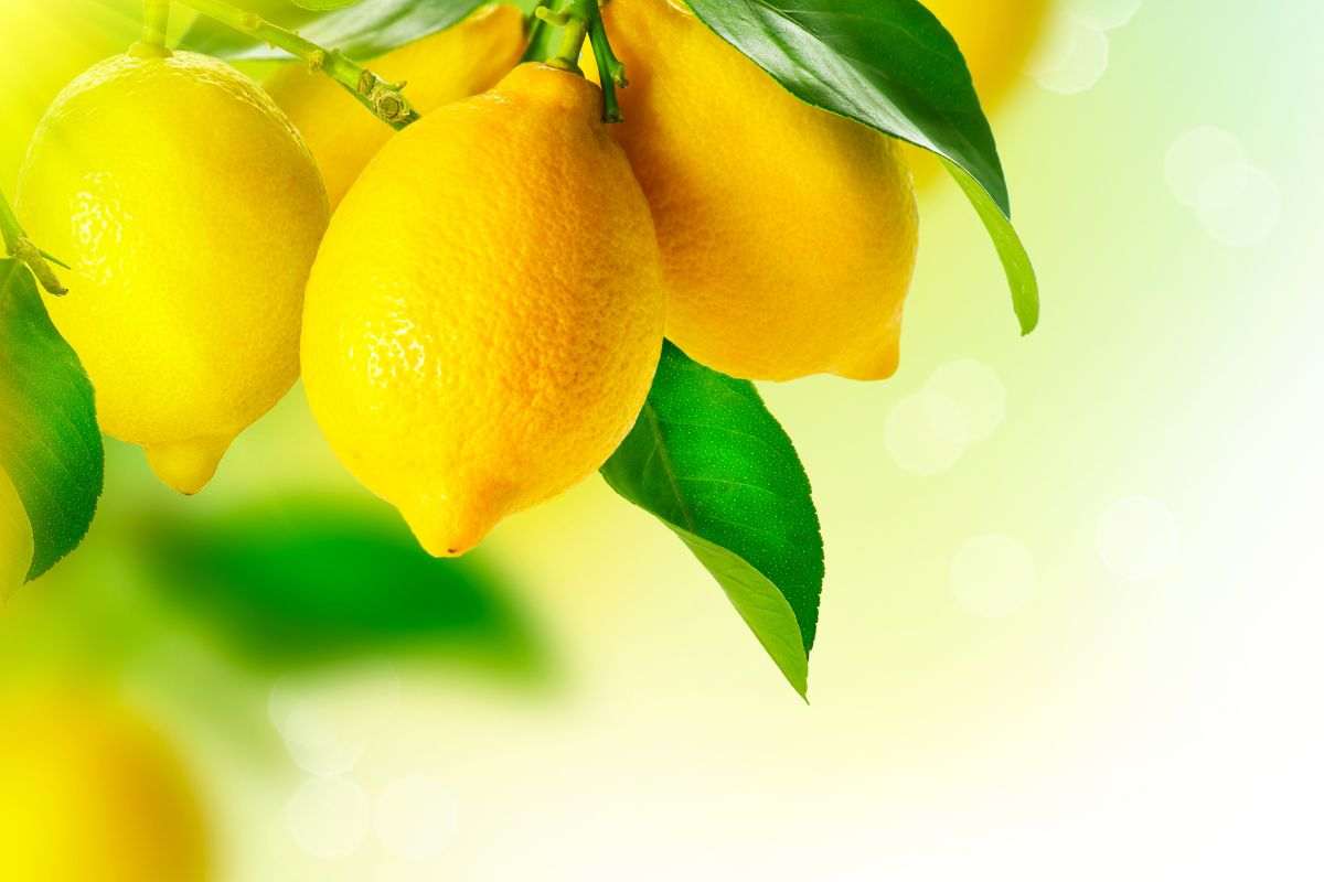 limoni trucco come conservarw
