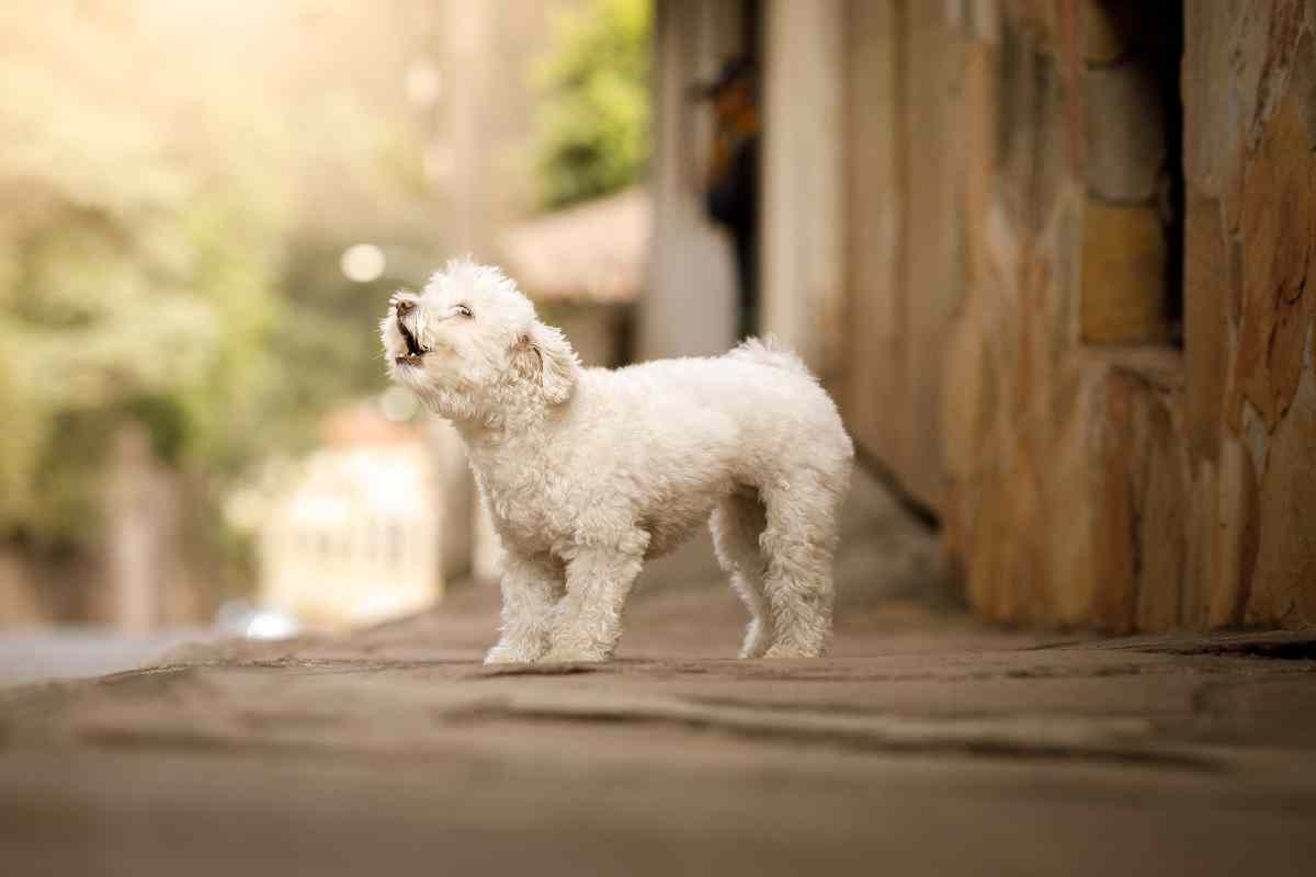 Come far smettere al cane di abbaiare