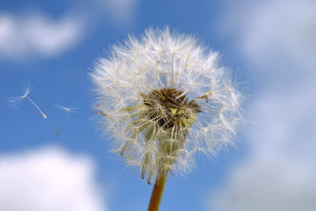 Sintomi di allergia dal polline e rimedi