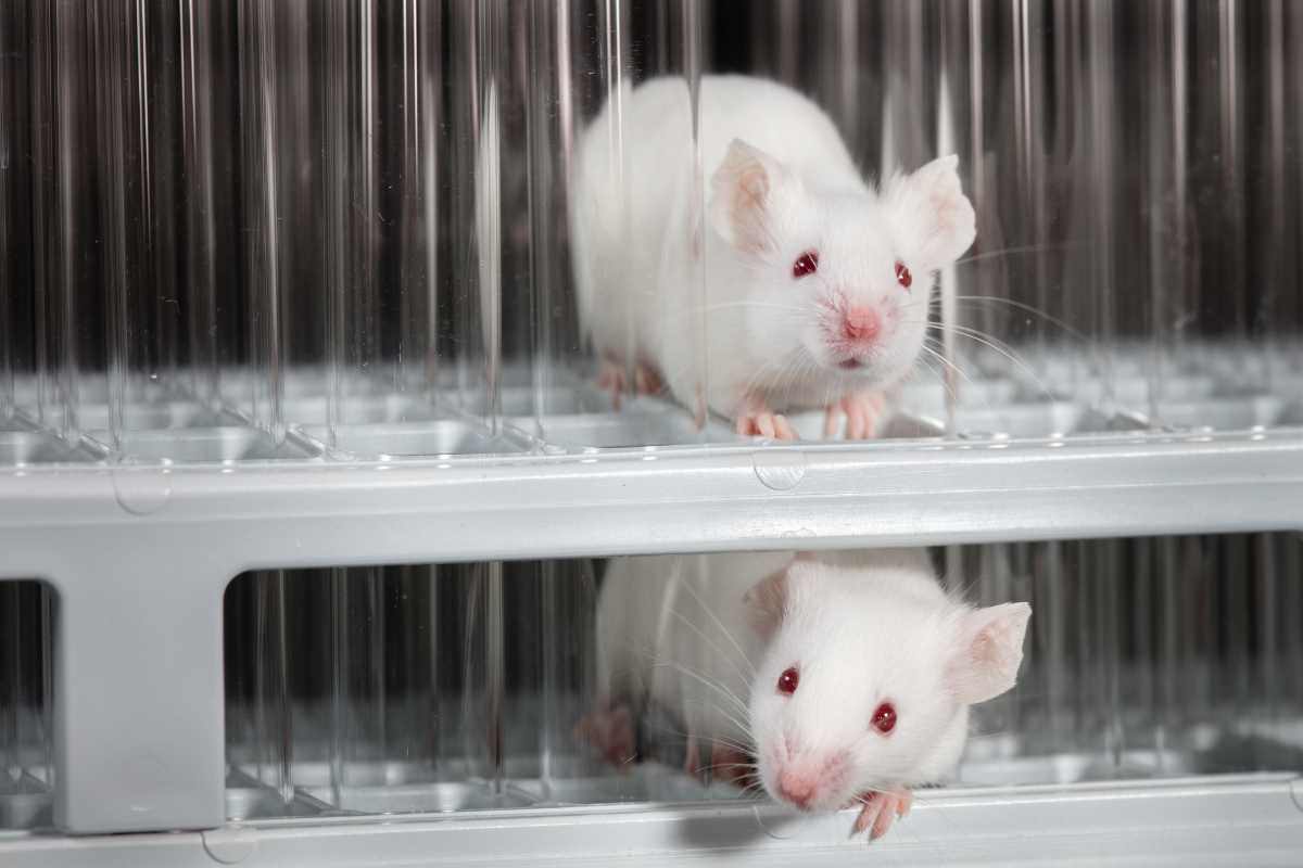 I risultati dell'esperimento sui topi nutriti con Coca-Cola e Pepsi