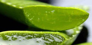 Piantina aloe vera