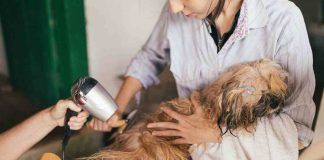 bagno toelettatura cane