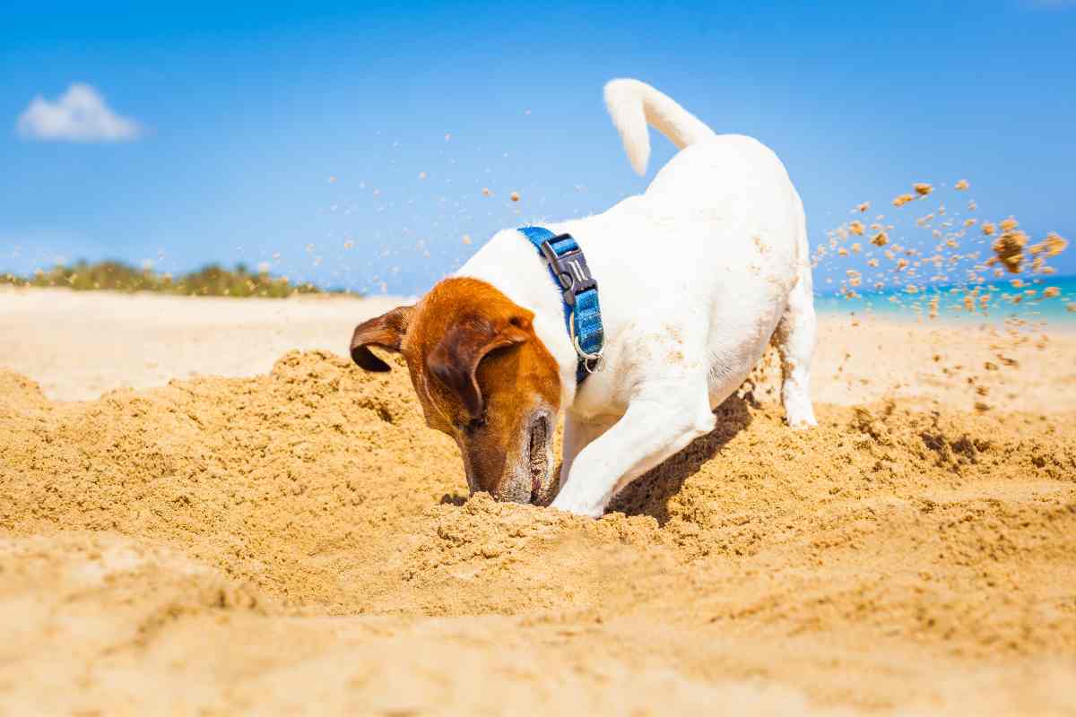 cane scava buche significato