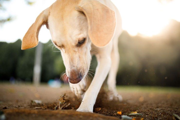 perché il cane scava le buche