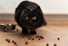 gatto nutrimento