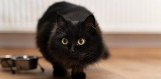 gatto nutrimento