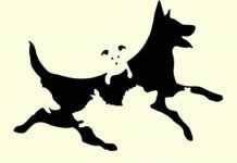 test visivo cani