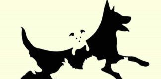 test visivo cani