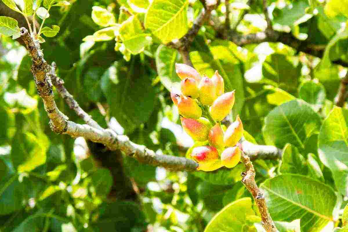 Come coltivare pistacchi in casa