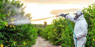 Gli alimenti con pesticidi sono cancerogeni-attenzione