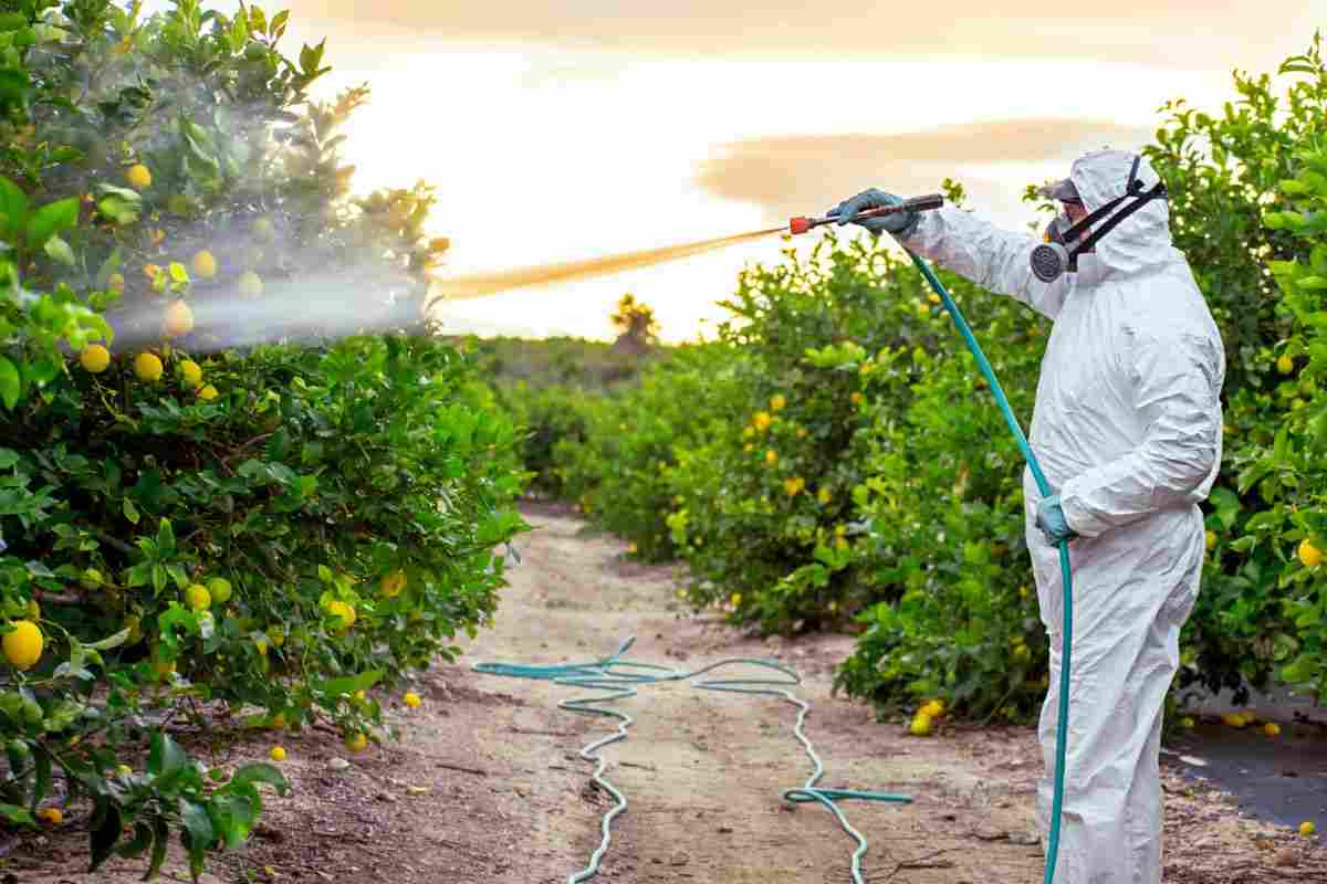 Gli alimenti con pesticidi sono cancerogeni-attenzione