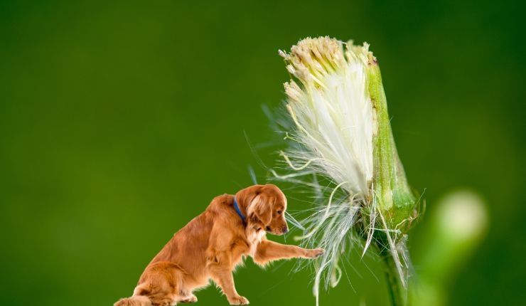 Pericoli primaverili per il cane