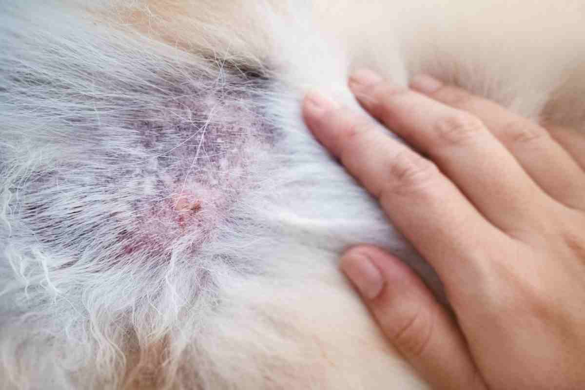 Come riconoscere la dermatite atopica nel cane 