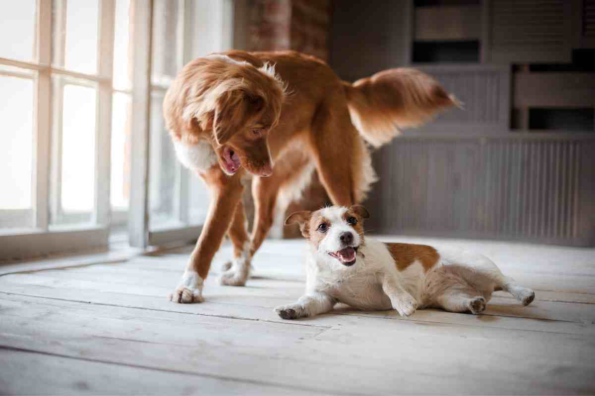 Ecco come favorire una convivenza serena tra due cani