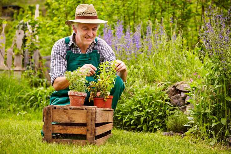 Cura del giardino