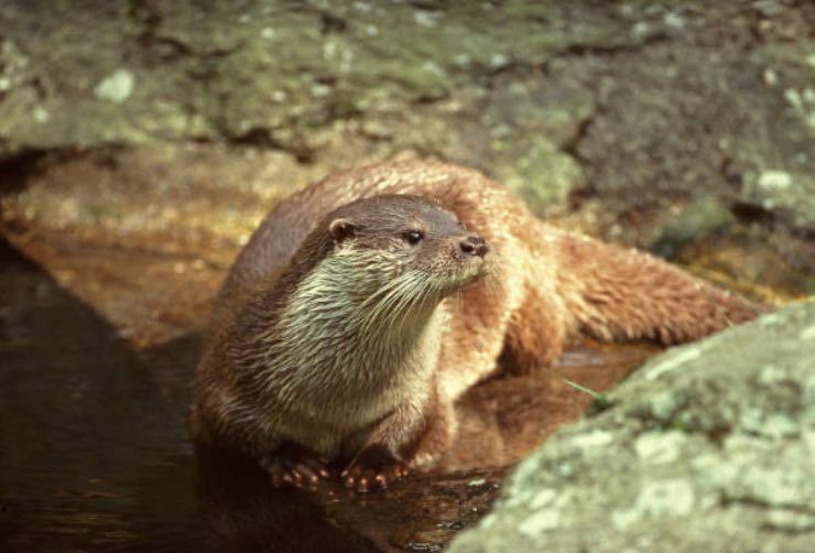 Lontra, ripopolamento in alcune zone d’Italia 