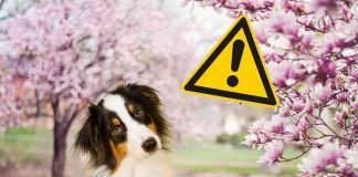 Pericoli primaverili per il cane