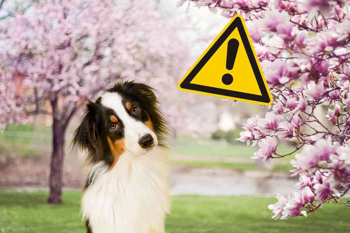 Pericoli primaverili per il cane