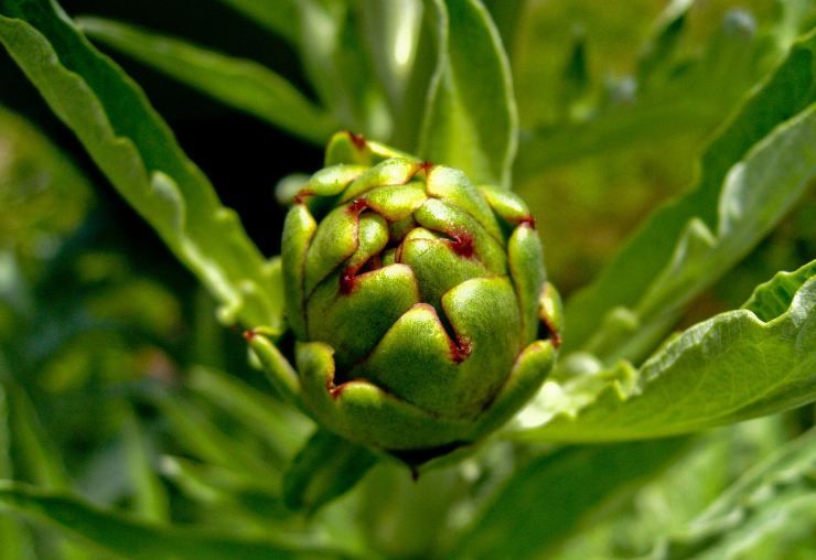 Una pianta dalla straordinarie proprietà benefiche: scopriamo quali sono e di quale pianta si tratta