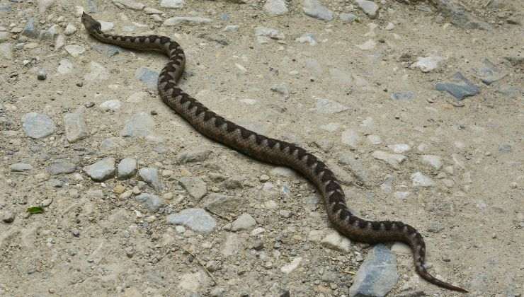 Vipera in Italia