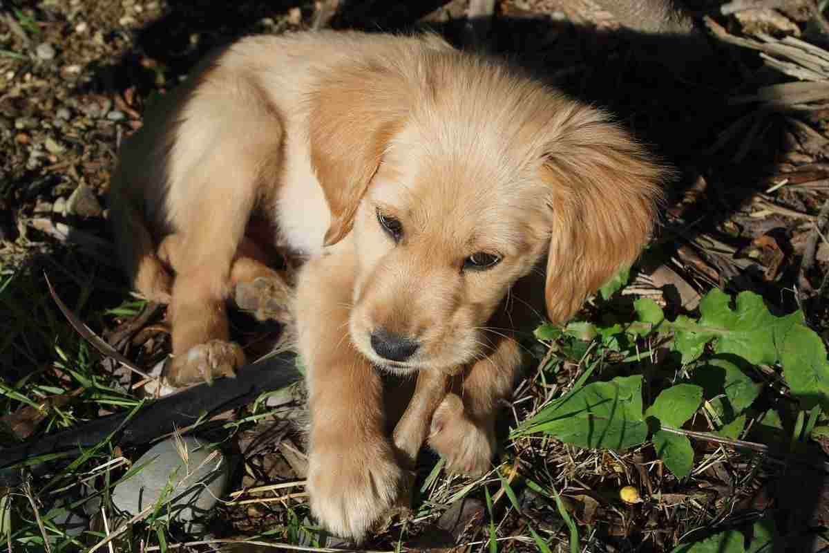 cagnolino cibo