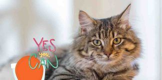 Trucco per insegnare ai gatti