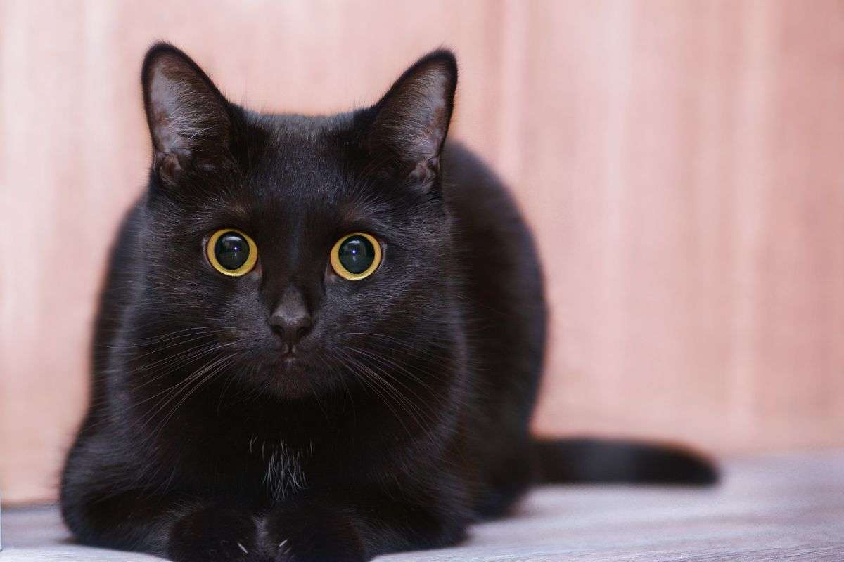 sogno gatto nero