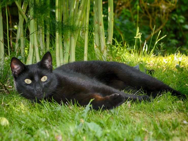 interpretazione sogno gatto nero