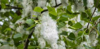 come smettere di soffrire in presenza di allergie