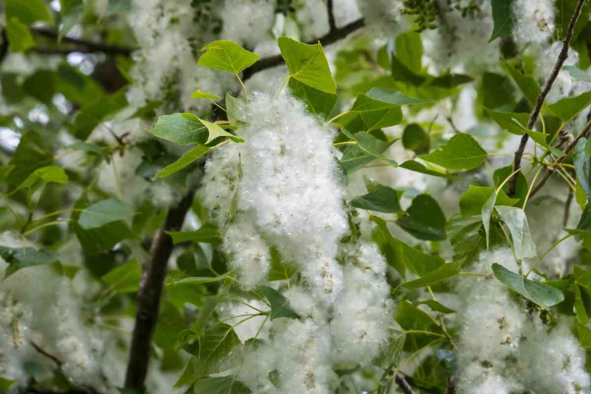 come smettere di soffrire in presenza di allergie