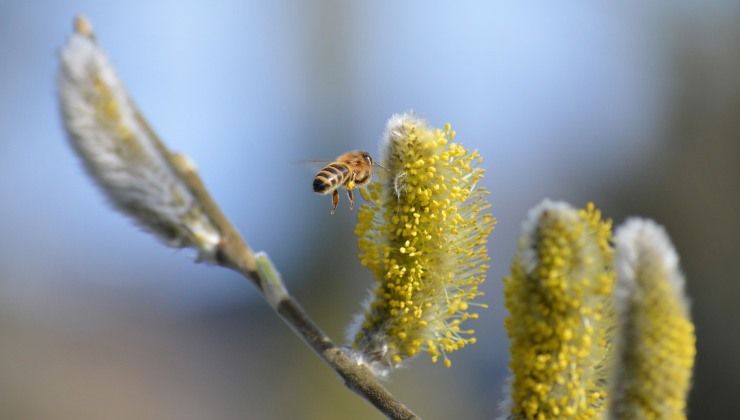 come combattere le allergie