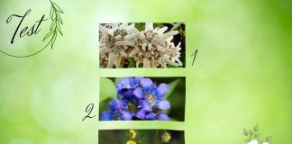 test fiore